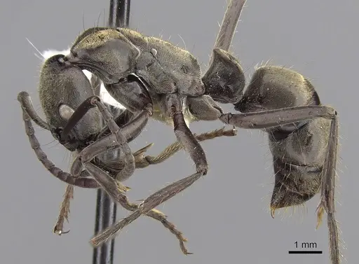 Neoponera curvinodis specimen CASENT0281901 image casent0281901_2
