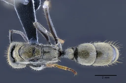 Neoponera curvinodis specimen INPAHYM033800 image inpahym033800_1