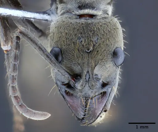 Neoponera curvinodis specimen INPAHYM033800 image inpahym033800_2