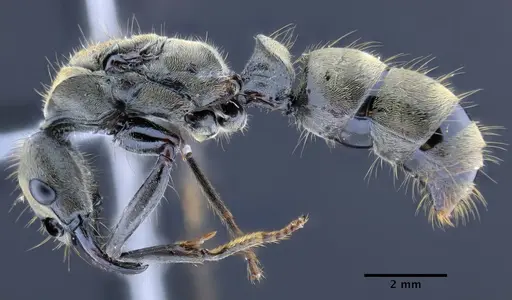 Neoponera curvinodis specimen INPAHYM033800 image inpahym033800_3