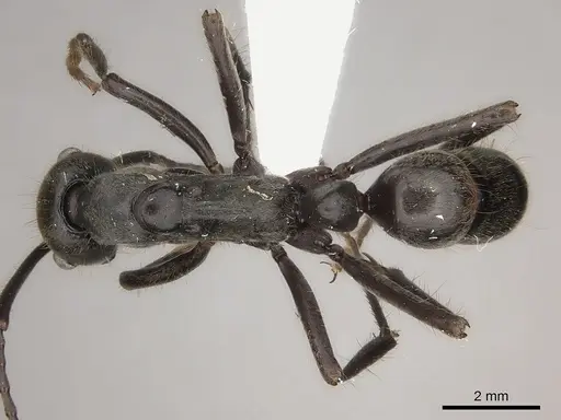 Neoponera dismarginata specimen CASENT0217557 image casent0217557_1