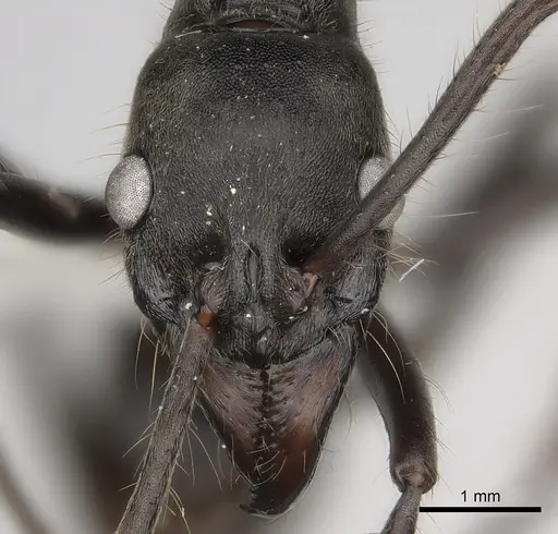Neoponera dismarginata specimen CASENT0217557 image casent0217557_2