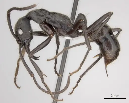 Neoponera dismarginata specimen CASENT0217557 image casent0217557_3