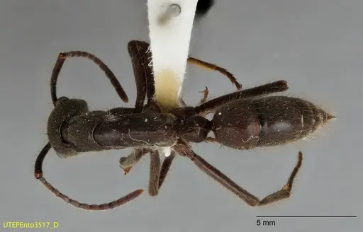 Neoponera dismarginata specimen UTEPENTO3517 image utepento3517_1