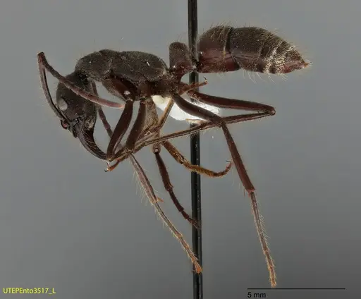 Neoponera dismarginata specimen UTEPENTO3517 image utepento3517_2