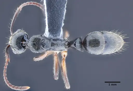 Neoponera donosoi specimen CASENT0649894 image casent0649894_1