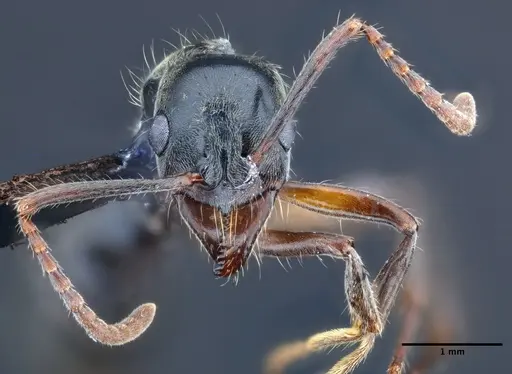 Neoponera donosoi specimen CASENT0649894 image casent0649894_3