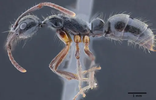 Neoponera donosoi specimen CASENT0649894 image casent0649894_4