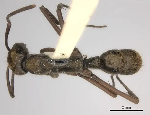 Neoponera eleonorae specimen CASENT0217558 image casent0217558_1