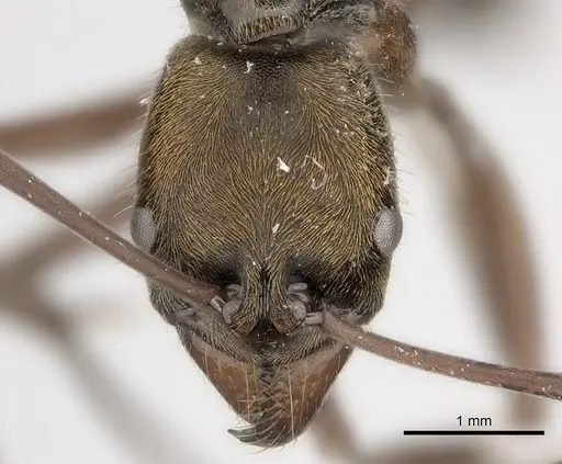 Neoponera eleonorae specimen CASENT0217558 image casent0217558_2