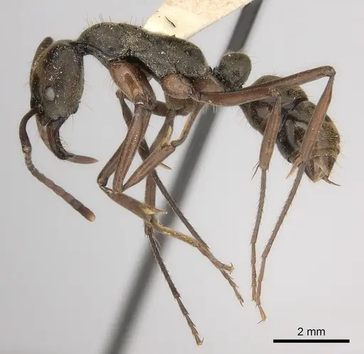 Neoponera eleonorae specimen CASENT0217558 image casent0217558_3