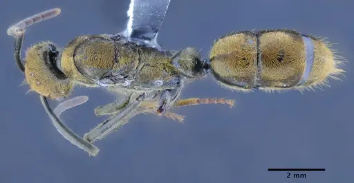 Neoponera eleonorae specimen CASENT0649895 image casent0649895_1
