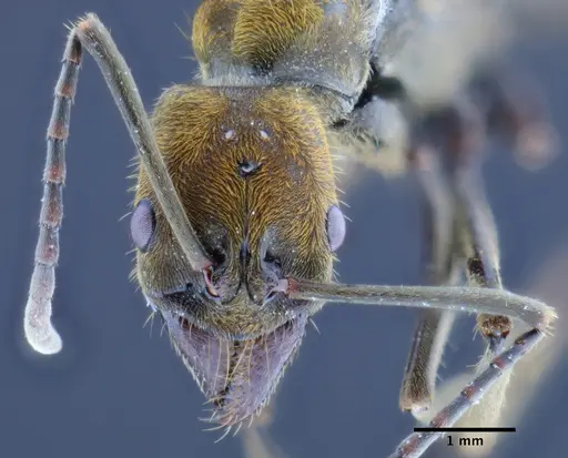 Neoponera eleonorae specimen CASENT0649895 image casent0649895_2