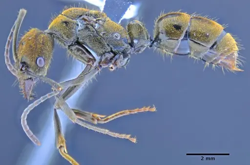 Neoponera eleonorae specimen CASENT0649895 image casent0649895_3