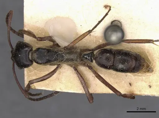 Neoponera eleonorae specimen CASENT0907279 image casent0907279_1