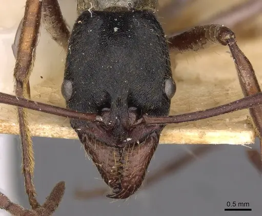 Neoponera eleonorae specimen CASENT0907279 image casent0907279_2