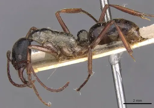 Neoponera eleonorae specimen CASENT0907279 image casent0907279_3