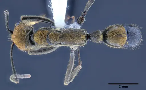 Neoponera eleonorae specimen MEPNINV30157 image mepninv30157_1