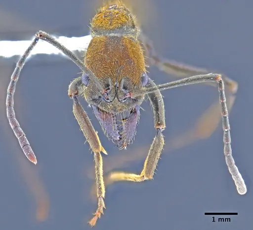 Neoponera eleonorae specimen MEPNINV30157 image mepninv30157_2