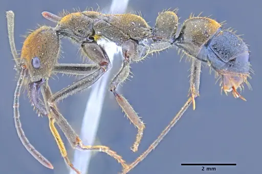 Neoponera eleonorae specimen MEPNINV30157 image mepninv30157_3