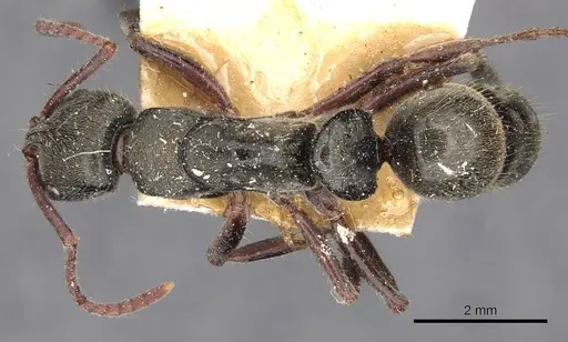 Neoponera emiliae specimen CASENT0907239 image casent0907239_1