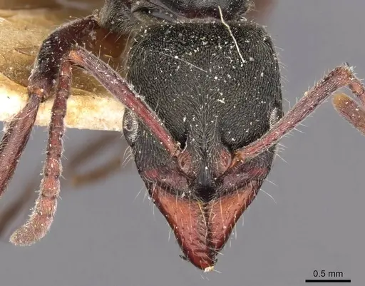 Neoponera emiliae specimen CASENT0907239 image casent0907239_2