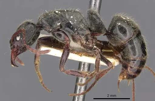 Neoponera emiliae specimen CASENT0907239 image casent0907239_3