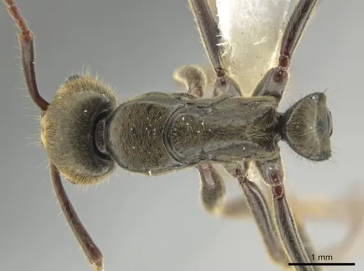 Neoponera emiliae specimen JTLC000015100 image jtlc000015100_1