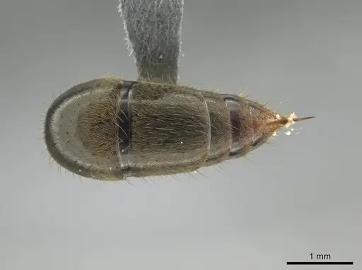 Neoponera emiliae specimen JTLC000015100 image jtlc000015100_2