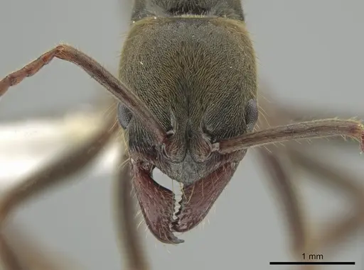 Neoponera emiliae specimen JTLC000015100 image jtlc000015100_3