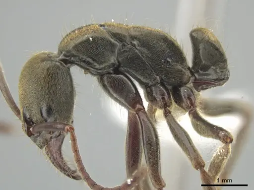 Neoponera emiliae specimen JTLC000015100 image jtlc000015100_4