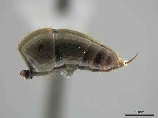 Neoponera emiliae specimen JTLC000015100 image jtlc000015100_5