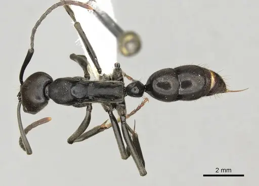 Neoponera fauveli specimen CASENT0249142 image casent0249142_1