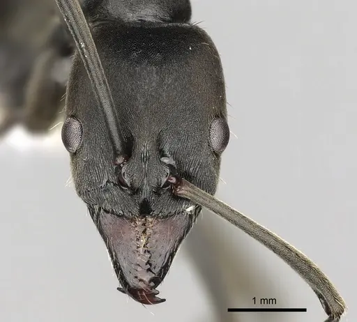 Neoponera fauveli specimen CASENT0249142 image casent0249142_2