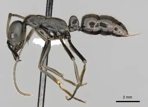Neoponera fauveli specimen CASENT0249142 image casent0249142_3