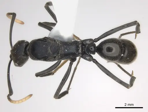Neoponera fauveli specimen CASENT0428712 image casent0428712_1