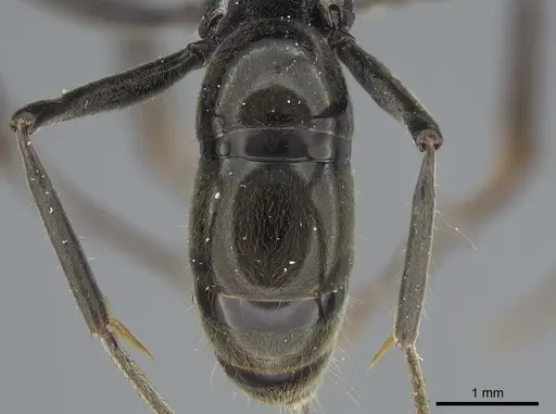 Neoponera fauveli specimen CASENT0428712 image casent0428712_2