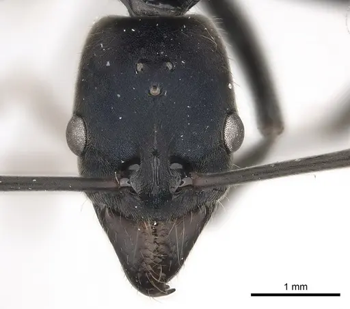 Neoponera fauveli specimen CASENT0428712 image casent0428712_3
