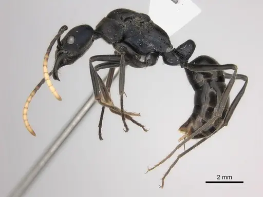 Neoponera fauveli specimen CASENT0428712 image casent0428712_4