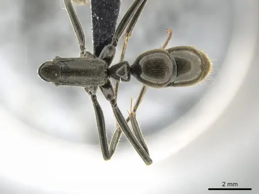 Neoponera fauveli specimen CASENT0649899 image casent0649899_1