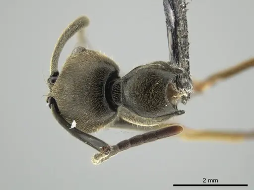 Neoponera fauveli specimen CASENT0649899 image casent0649899_2