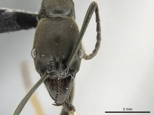 Neoponera fauveli specimen CASENT0649899 image casent0649899_3