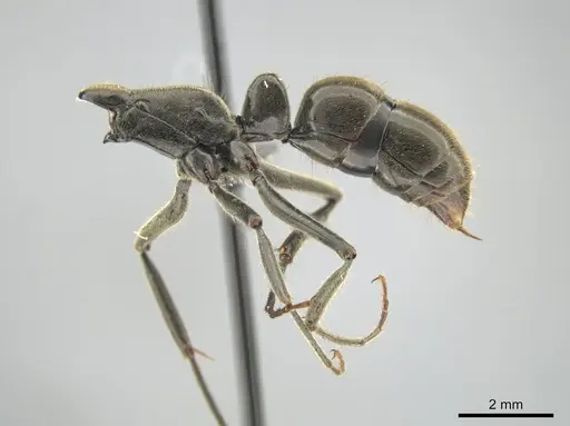 Neoponera fauveli specimen CASENT0649899 image casent0649899_4