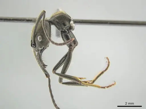 Neoponera fauveli specimen CASENT0649899 image casent0649899_5