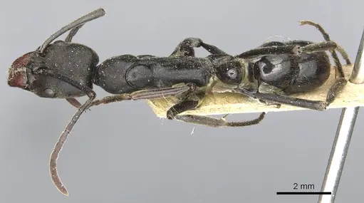 Neoponera fauveli specimen CASENT0903934 image casent0903934_1