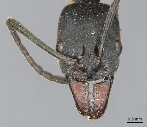 Neoponera fauveli specimen CASENT0903934 image casent0903934_2
