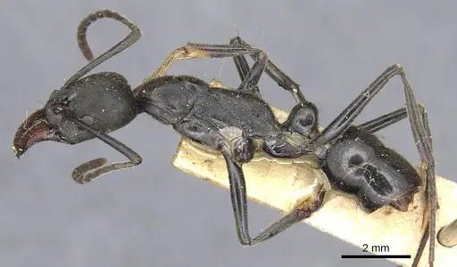 Neoponera fauveli specimen CASENT0903934 image casent0903934_3