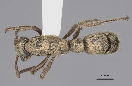 Neoponera fiebrigi specimen CASENT0872952 image casent0872952_1