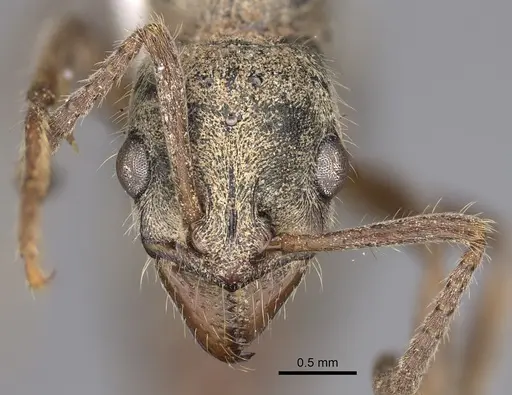 Neoponera fiebrigi specimen CASENT0872952 image casent0872952_2