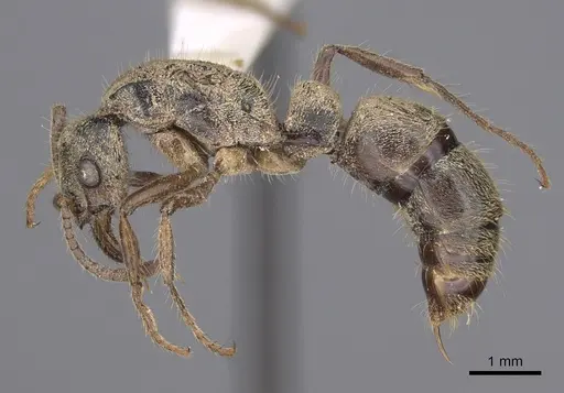 Neoponera fiebrigi specimen CASENT0872952 image casent0872952_3